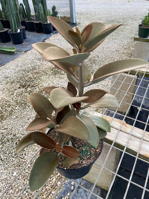 kalanchoe-orgyalis-copper-spoons
