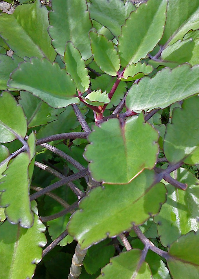 kalanchoe-pinnata-air-plant