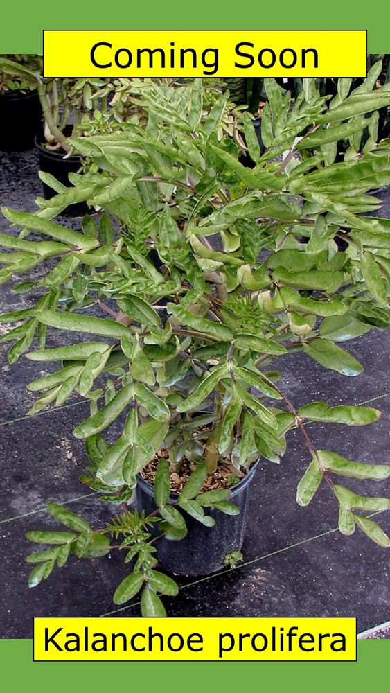 kalanchoe-prolifera-blooming-boxes