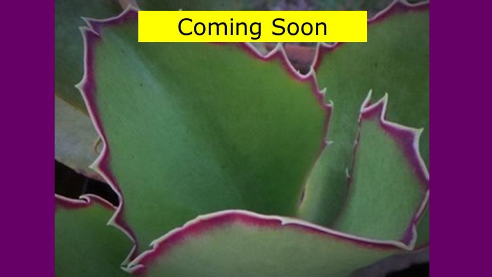 kalanchoe-synsepala-cup-kalanchoe-walking-kalanchoe