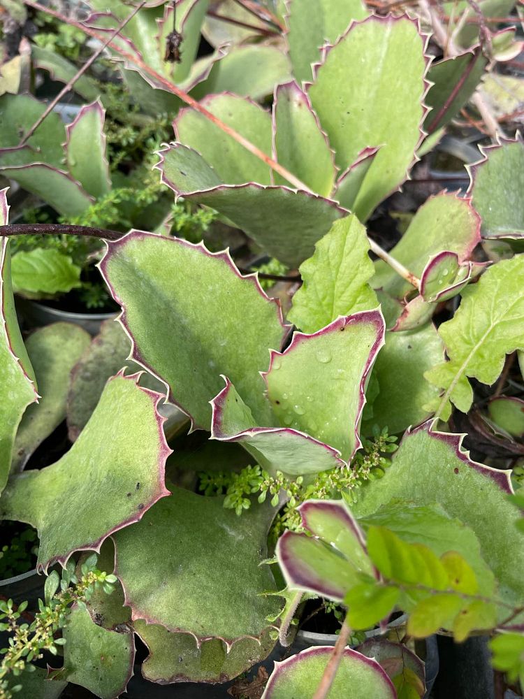 kalanchoe-synsepala-cup-kalanchoe-walking-kalanchoe