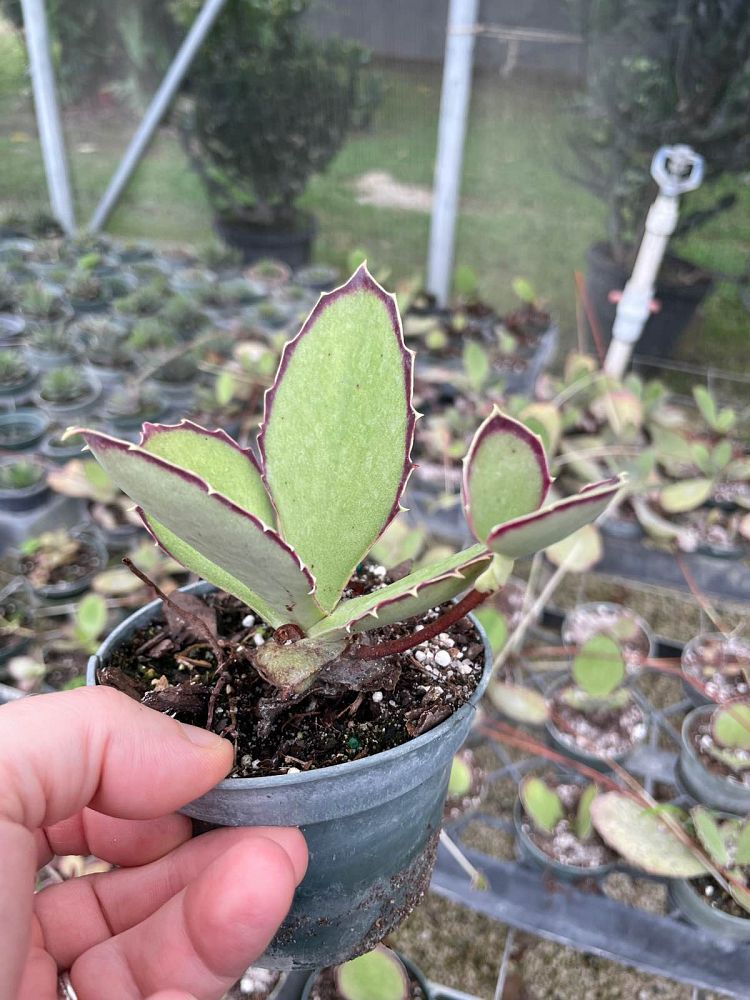 kalanchoe-synsepala-cup-kalanchoe-walking-kalanchoe