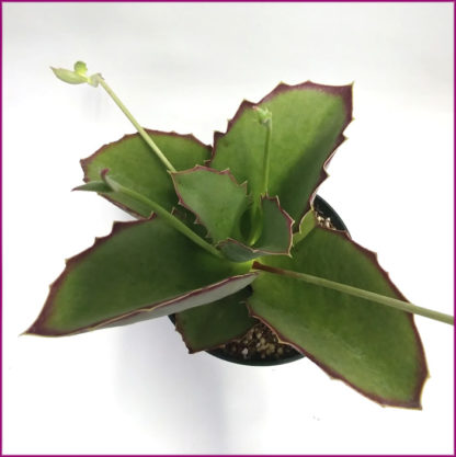 kalanchoe-synsepala-cup-kalanchoe-walking-kalanchoe