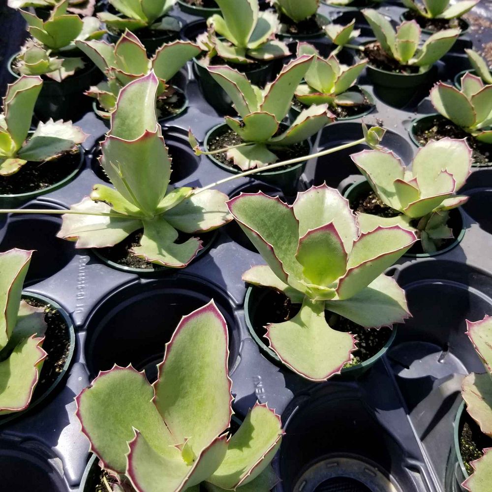 kalanchoe-synsepala-cup-kalanchoe-walking-kalanchoe