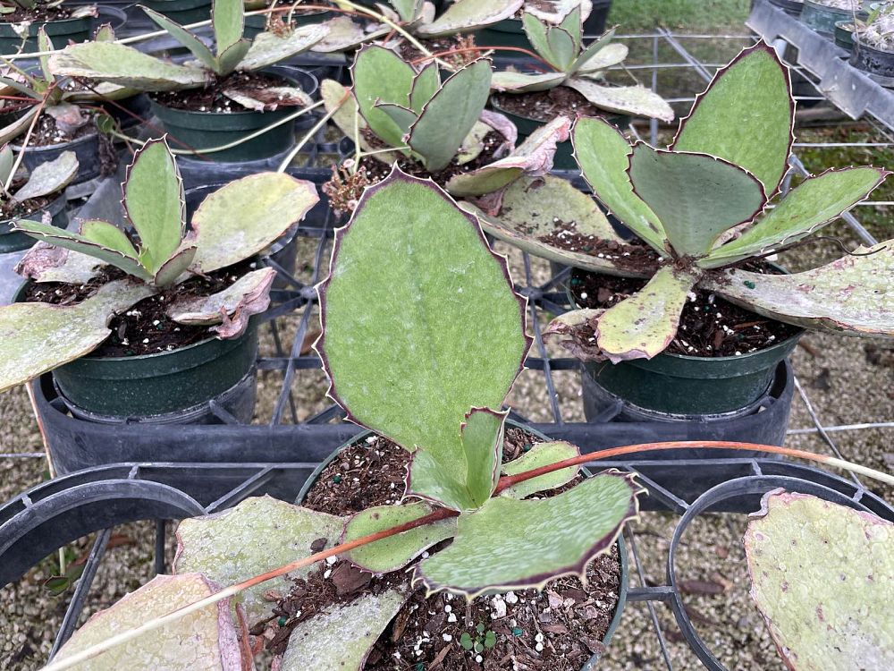 kalanchoe-synsepala-cup-kalanchoe-walking-kalanchoe