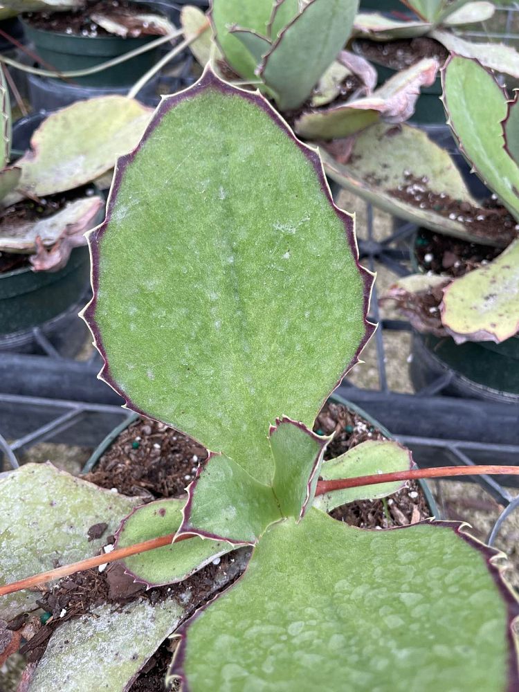 kalanchoe-synsepala-cup-kalanchoe-walking-kalanchoe