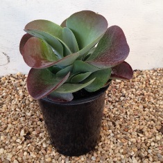 kalanchoe-thyrsiflora-flapjack