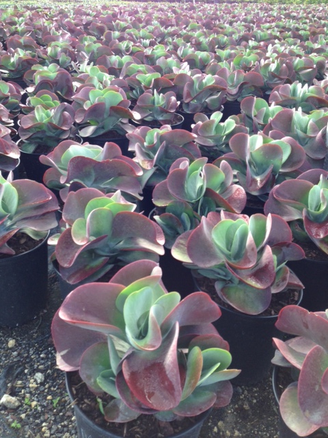 kalanchoe-thyrsiflora-flapjack
