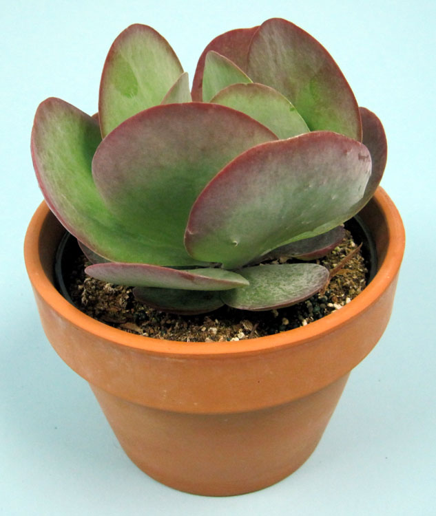 kalanchoe-thyrsiflora-flapjack