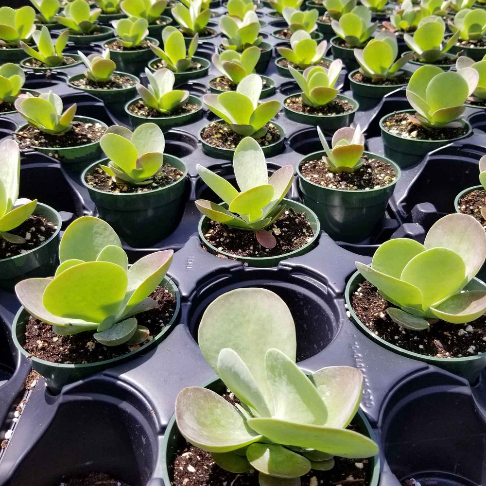 kalanchoe-thyrsiflora-flapjack