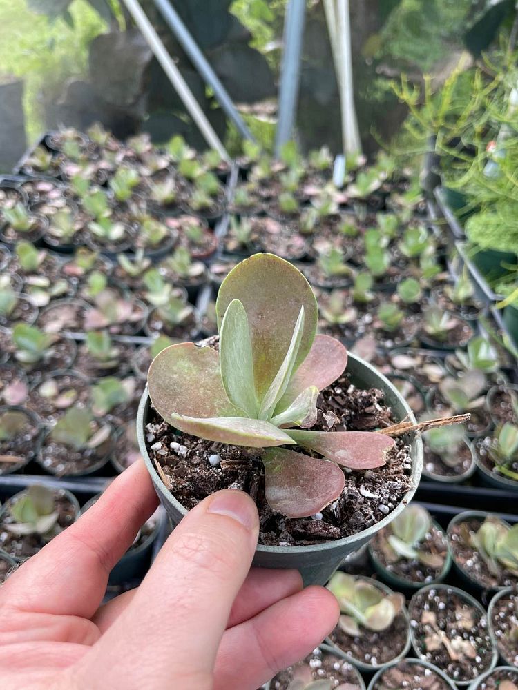 kalanchoe-thyrsiflora-flapjack