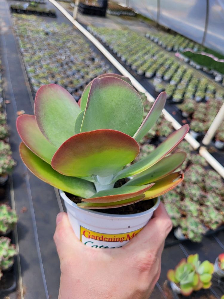 kalanchoe-thyrsiflora-flapjack