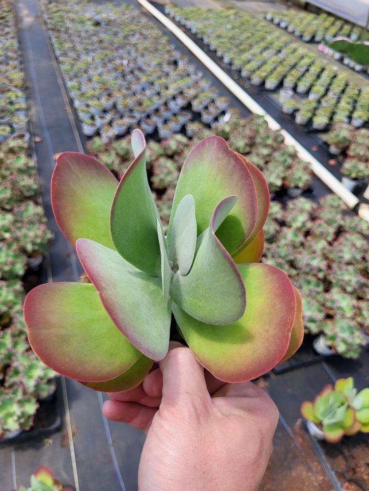 kalanchoe-thyrsiflora-flapjack
