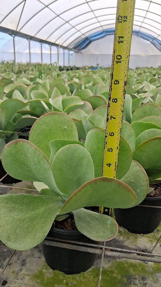 kalanchoe-thyrsiflora-flapjack