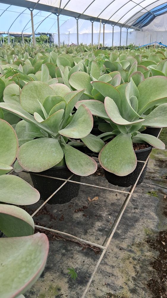 kalanchoe-thyrsiflora-flapjack