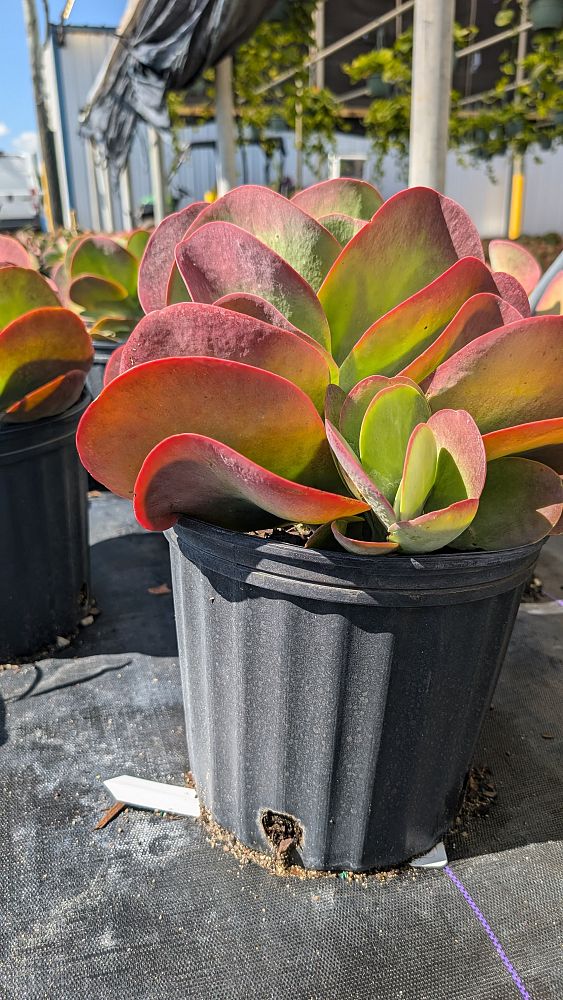 kalanchoe-thyrsiflora-flapjack
