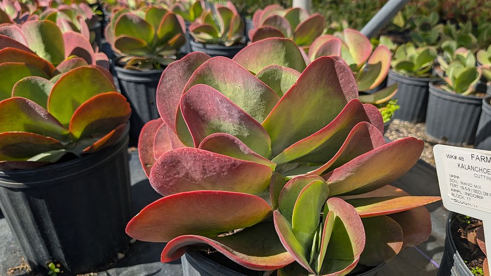 kalanchoe-thyrsiflora-flapjack