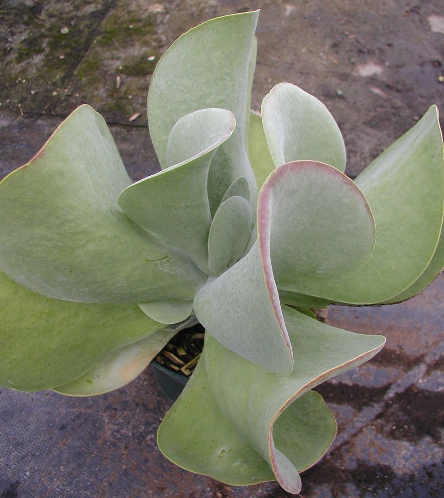 kalanchoe-thyrsiflora-paddle-leaf-kalanchoe