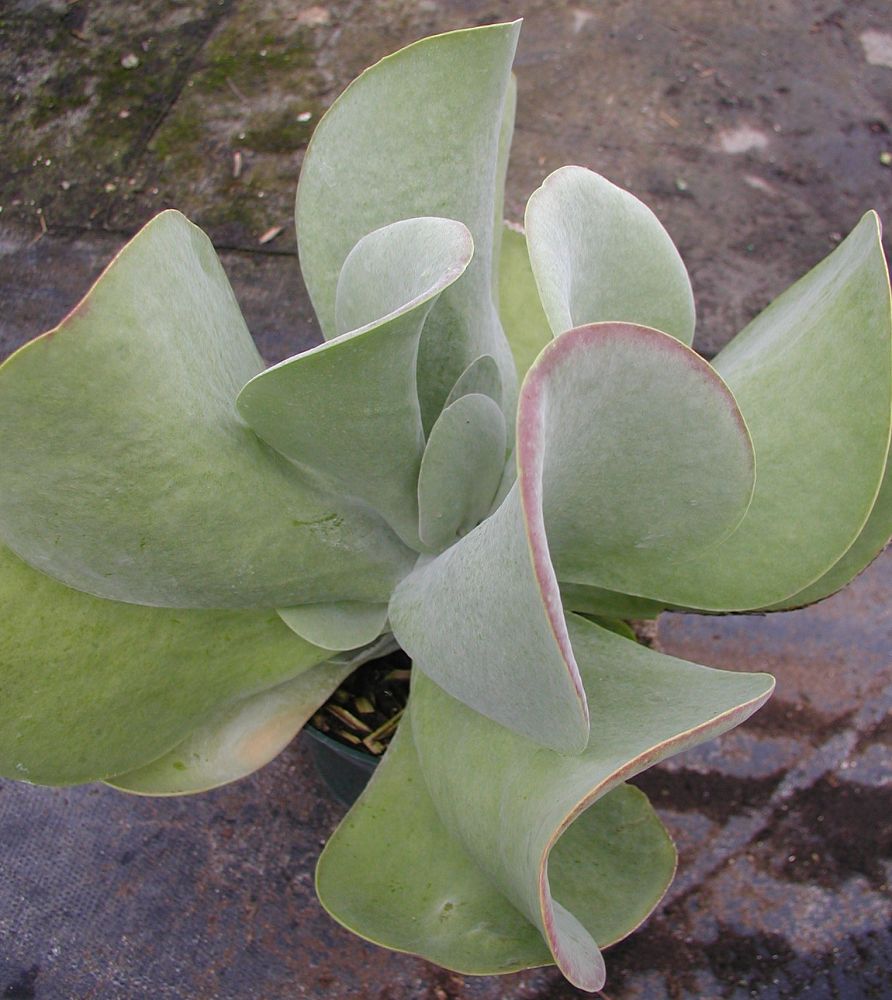 kalanchoe-thyrsiflora-paddle-leaf-kalanchoe