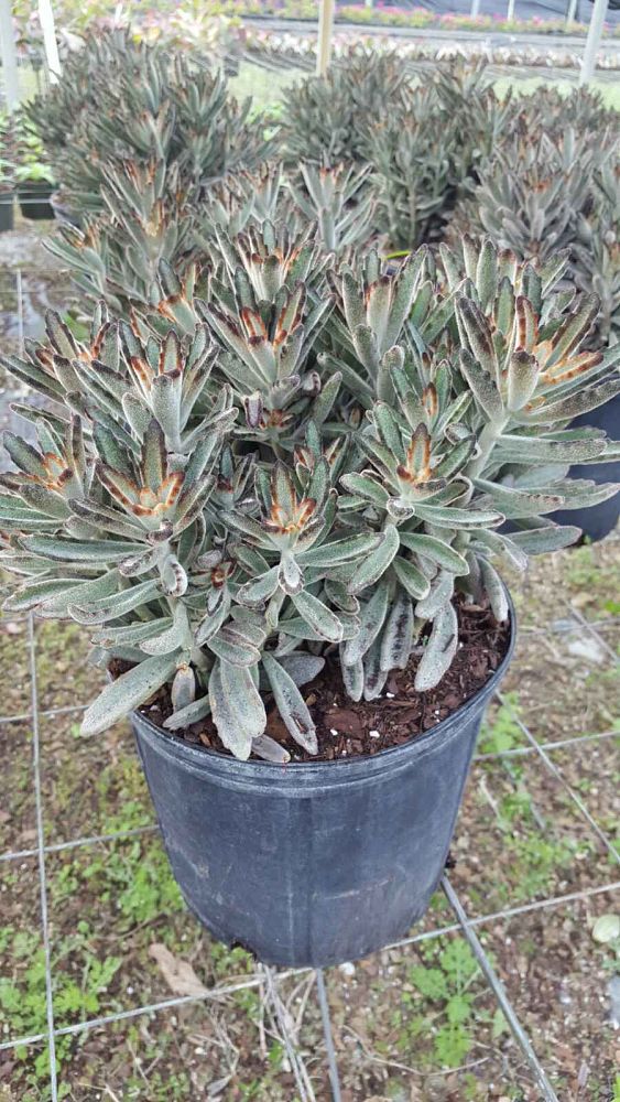 kalanchoe-tomentosa-pussy-ears-panda-plant