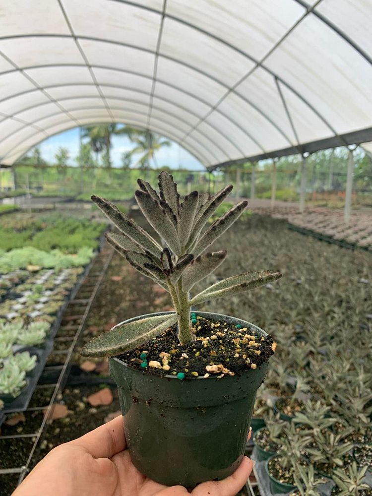 kalanchoe-tomentosa-pussy-ears-panda-plant