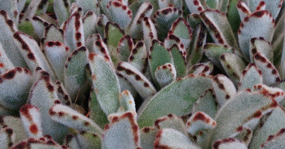kalanchoe-tomentosa-pussy-ears-panda-plant