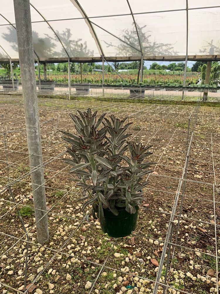 kalanchoe-tomentosa-pussy-ears-panda-plant