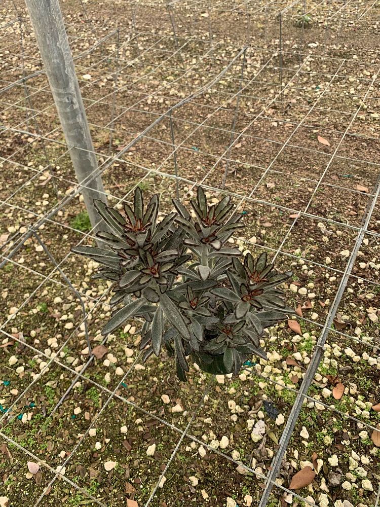 kalanchoe-tomentosa-pussy-ears-panda-plant