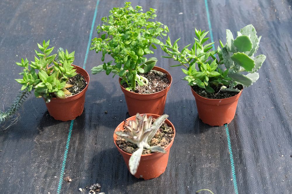 kalanchoe-tomentosa-pussy-ears-panda-plant