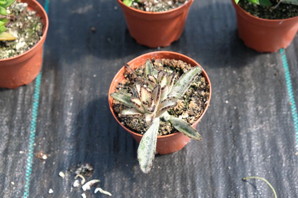 kalanchoe-tomentosa-pussy-ears-panda-plant