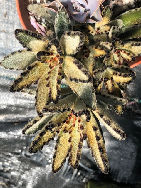 kalanchoe-tomentosa-pussy-ears-panda-plant
