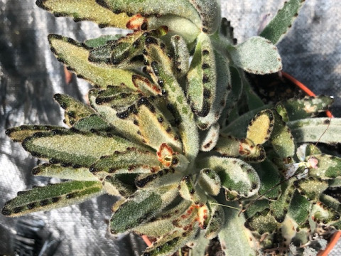 kalanchoe-tomentosa-pussy-ears-panda-plant
