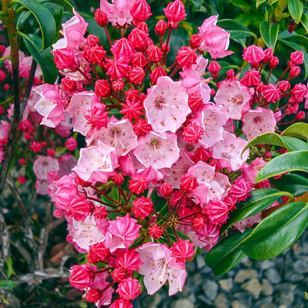 kalmia-latifolia-firecracker-mountain-laurel