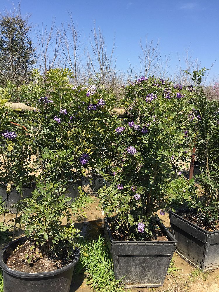 kalmia-latifolia-mountain-laurel