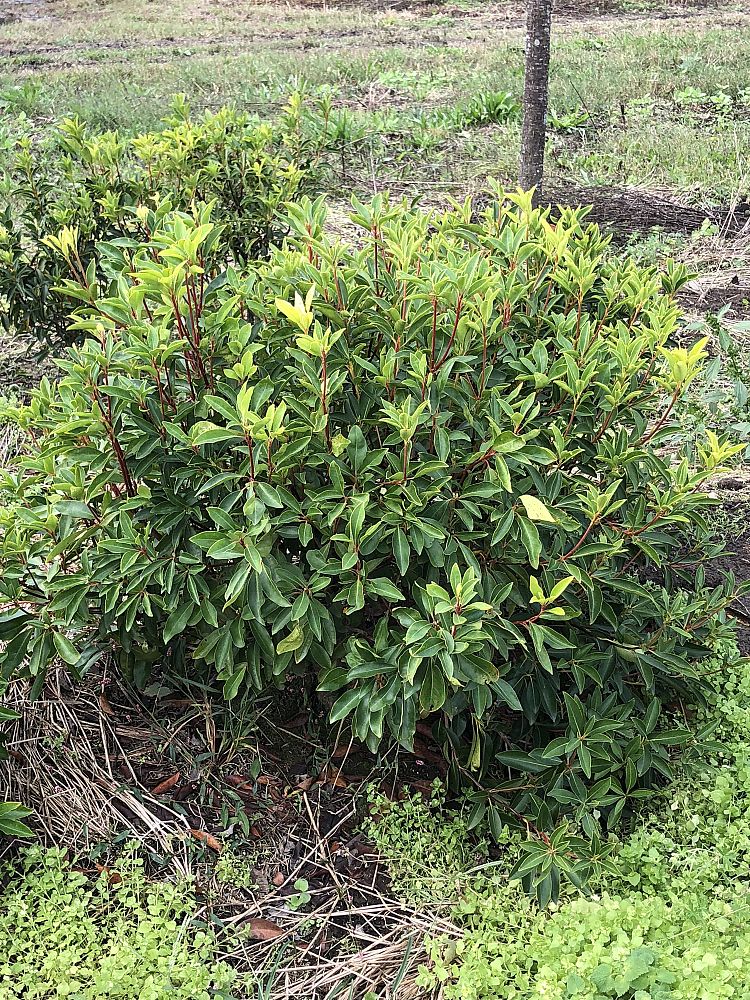 kalmia-latifolia-mountain-laurel
