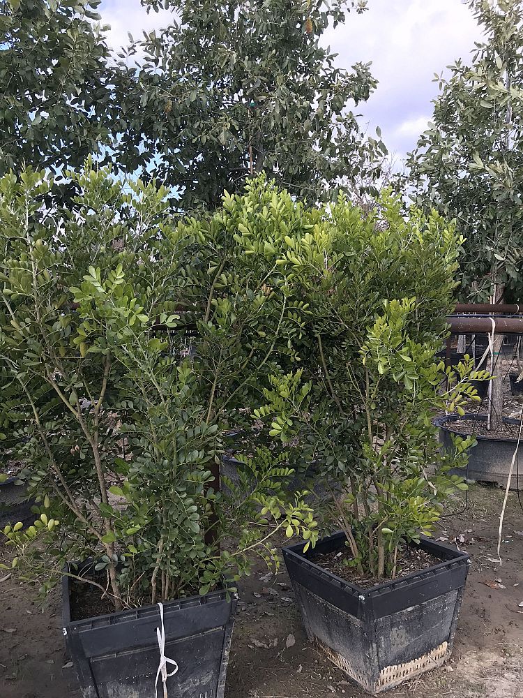 kalmia-latifolia-mountain-laurel