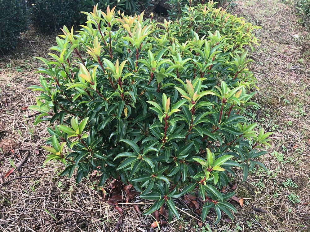 kalmia-latifolia-mountain-laurel