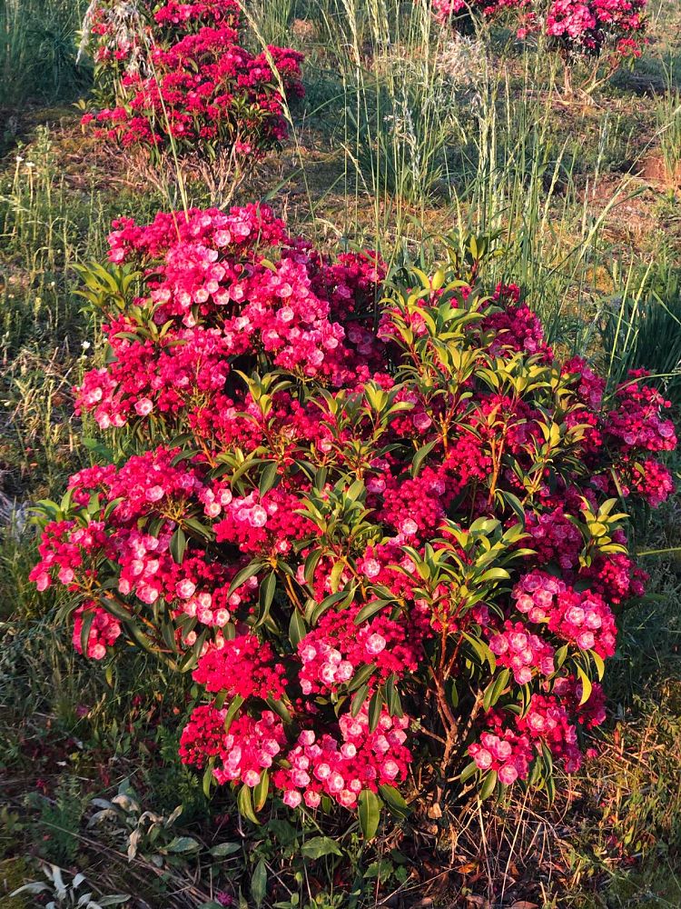 kalmia-latifolia-olympic-fire-mountain-laurel