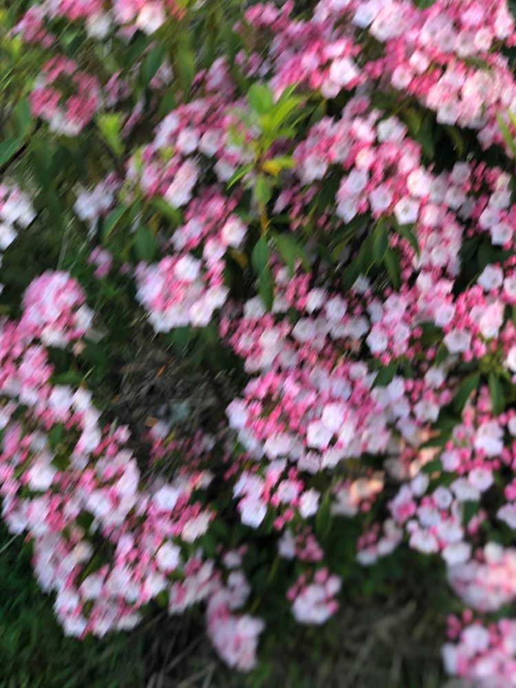 kalmia-latifolia-olympic-fire-mountain-laurel