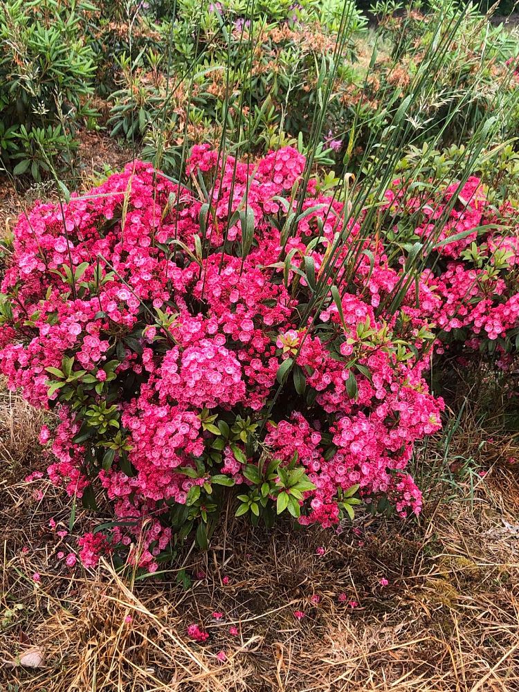 kalmia-latifolia-olympic-fire-mountain-laurel