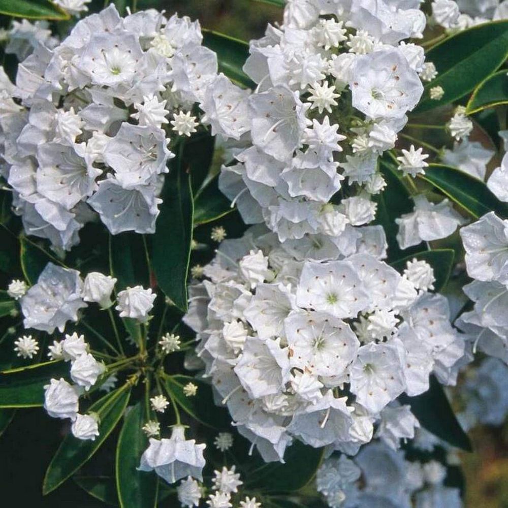 kalmia-latifolia-pristine-mountain-laurel