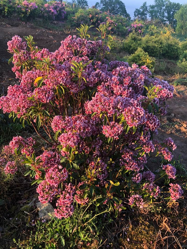 kalmia-latifolia-raspberry-glow-mountain-laurel