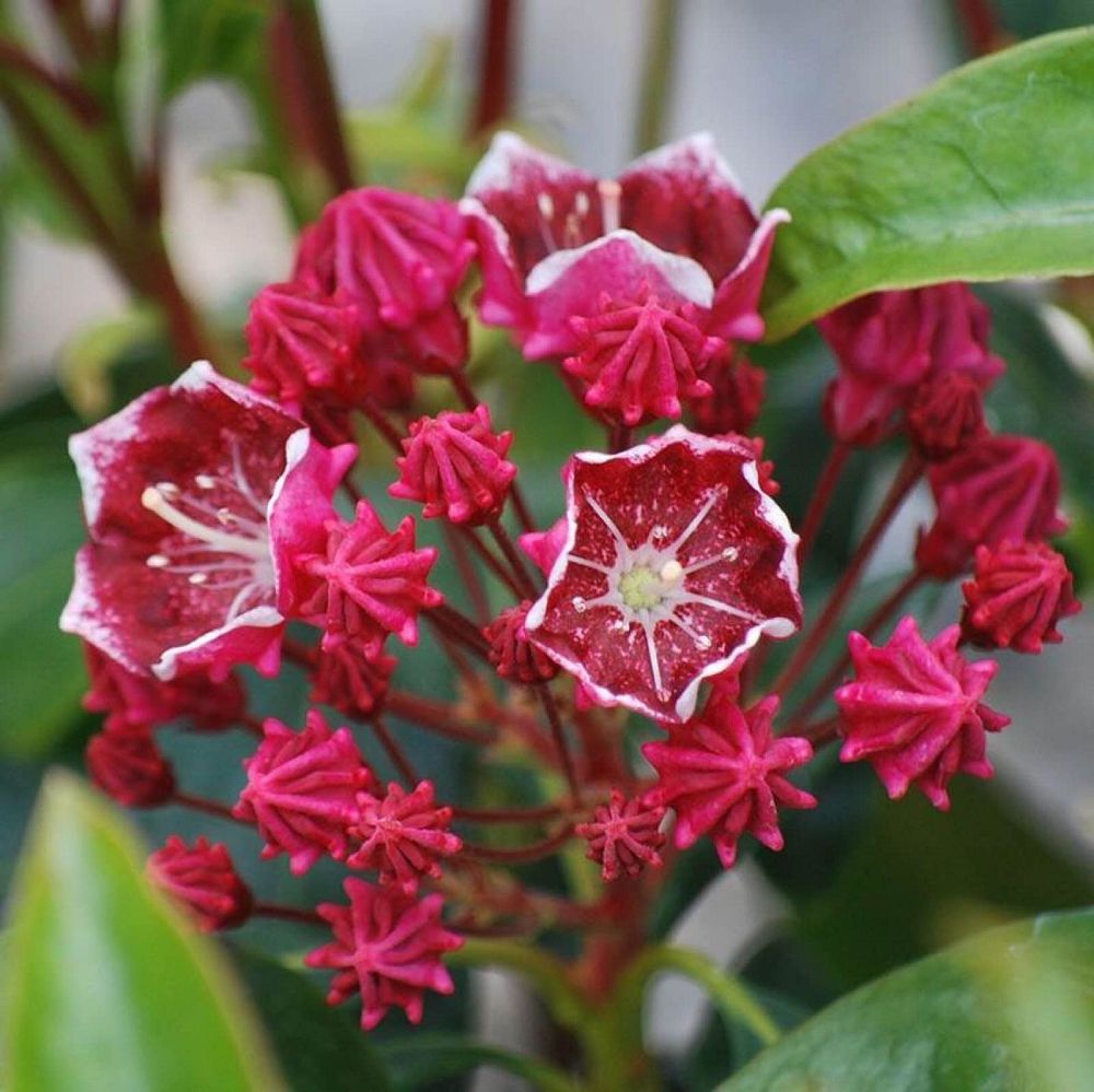 kalmia-latifolia-raspberry-glow-mountain-laurel