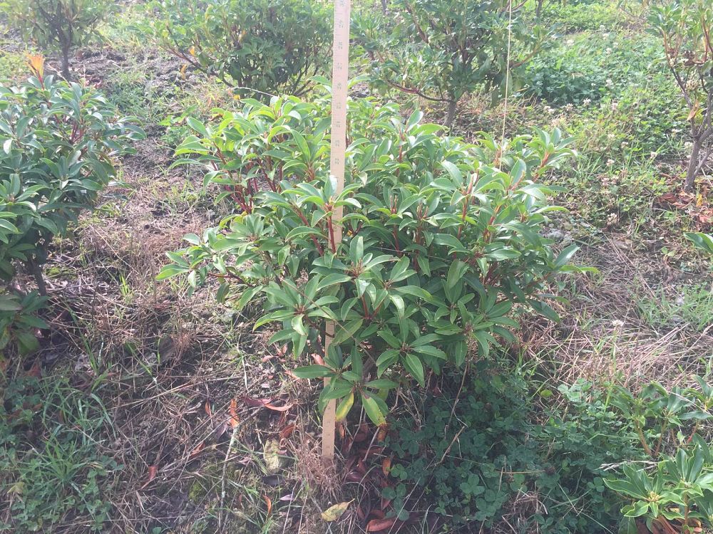 kalmia-latifolia-sarah-mountain-laurel