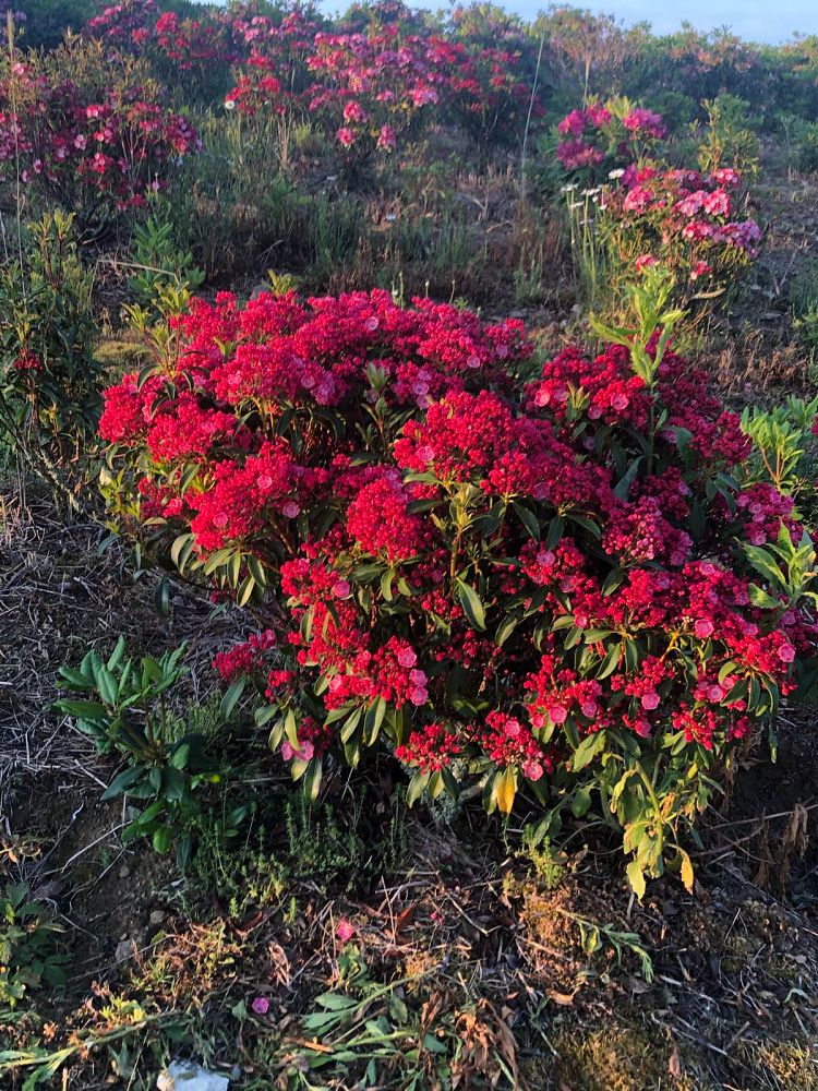kalmia-latifolia-sarah-mountain-laurel
