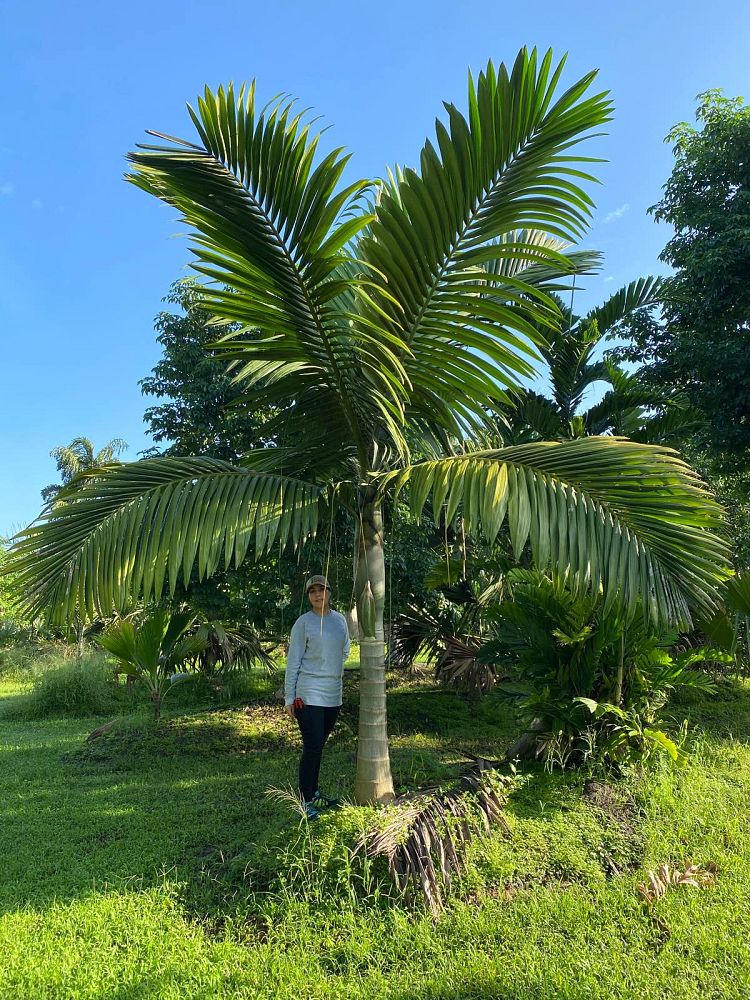 kentiopsis-oliviformis