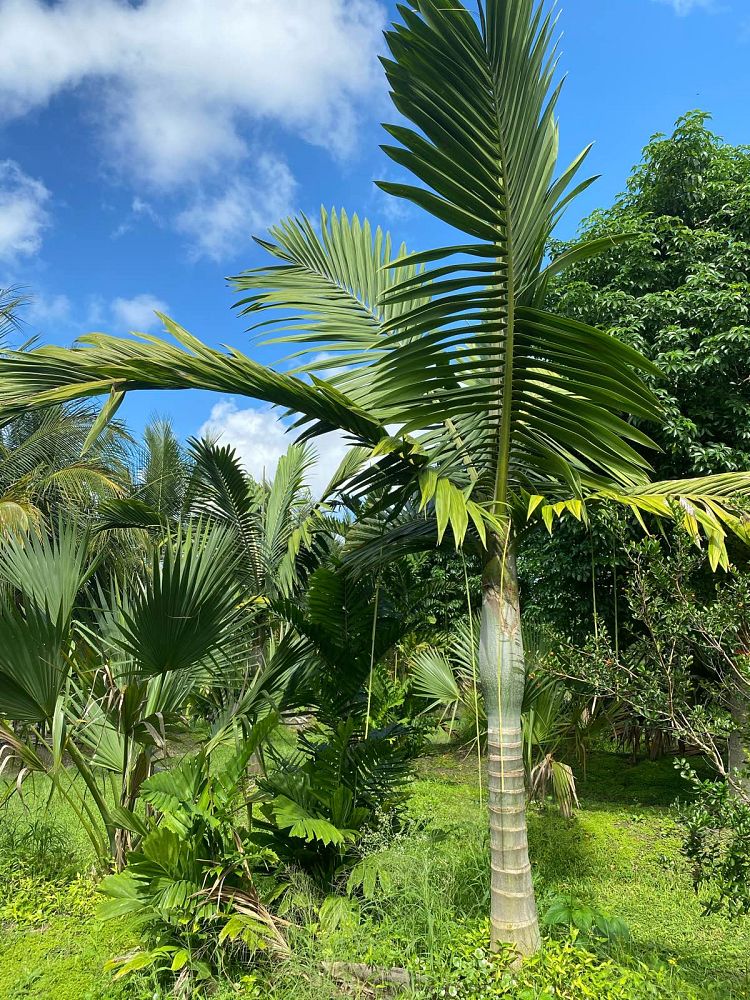 kentiopsis-oliviformis