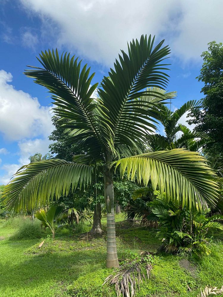 kentiopsis-oliviformis
