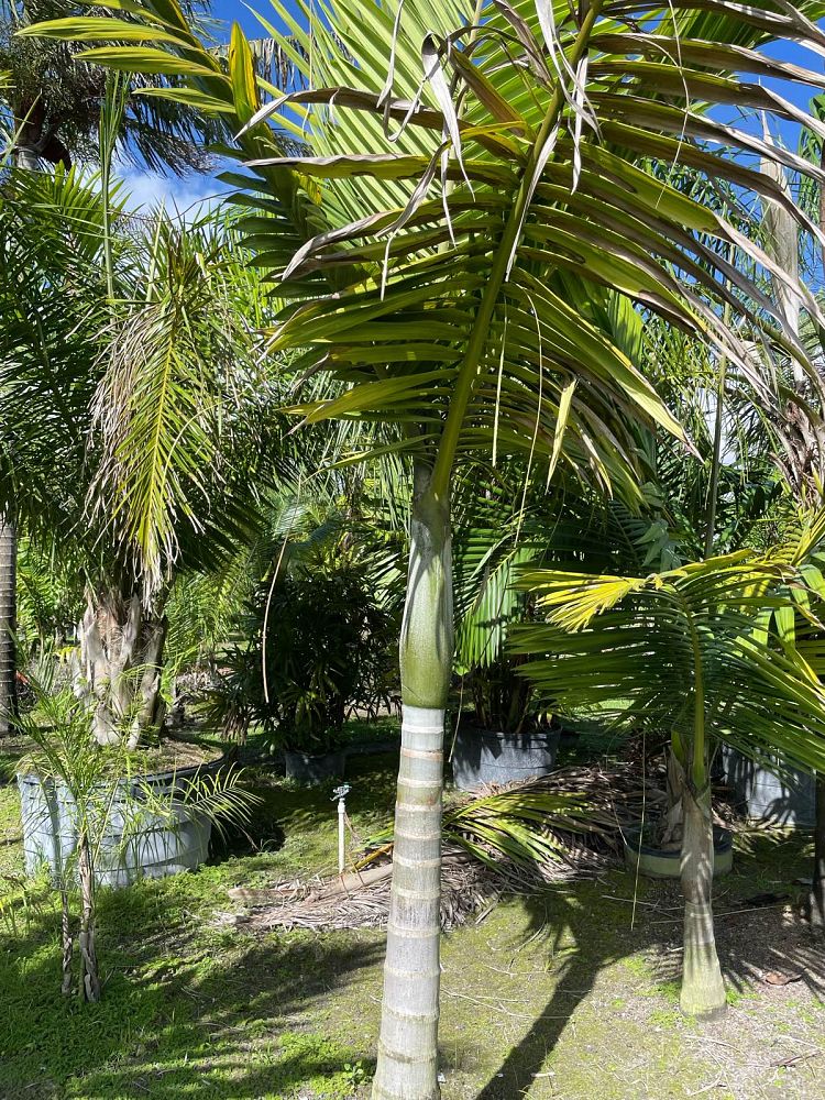 kentiopsis-oliviformis