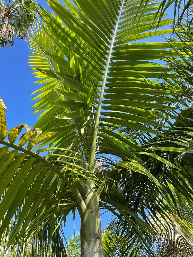 kentiopsis-oliviformis